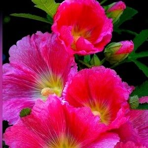 Meet your Posher, Mely